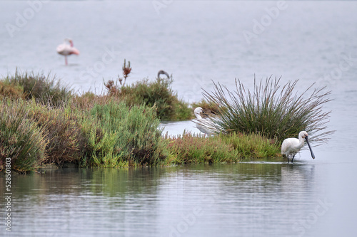 Escena de Espatula (Platalea leucorodia)​ en las marismas de Doñana