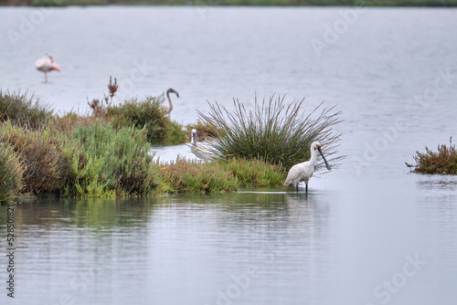 Espatula (Platalea leucorodia)​ en las marismas de Doñana