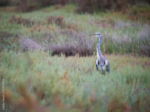 Garza Real (Ardea cinerea) en las marismas