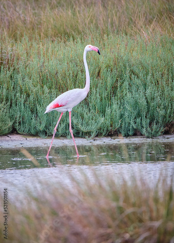 Flamenco en la marisma de Doñana