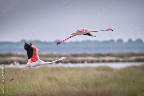 Pareja de Flamencos (Phoenicopterus roseus) volando en las marismas de Doñana