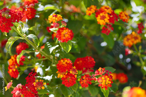 Colourful lantana flowers composition