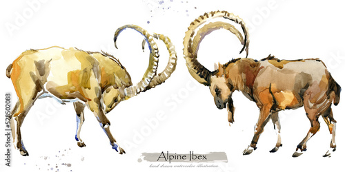 Mountain Wild Goat isolated on white watercolor illustration. Alpine Ibex