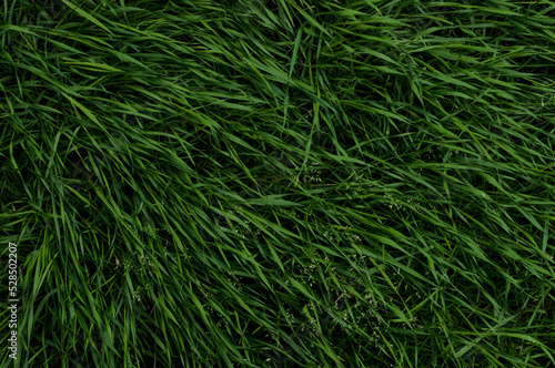 fresh green grass full frame