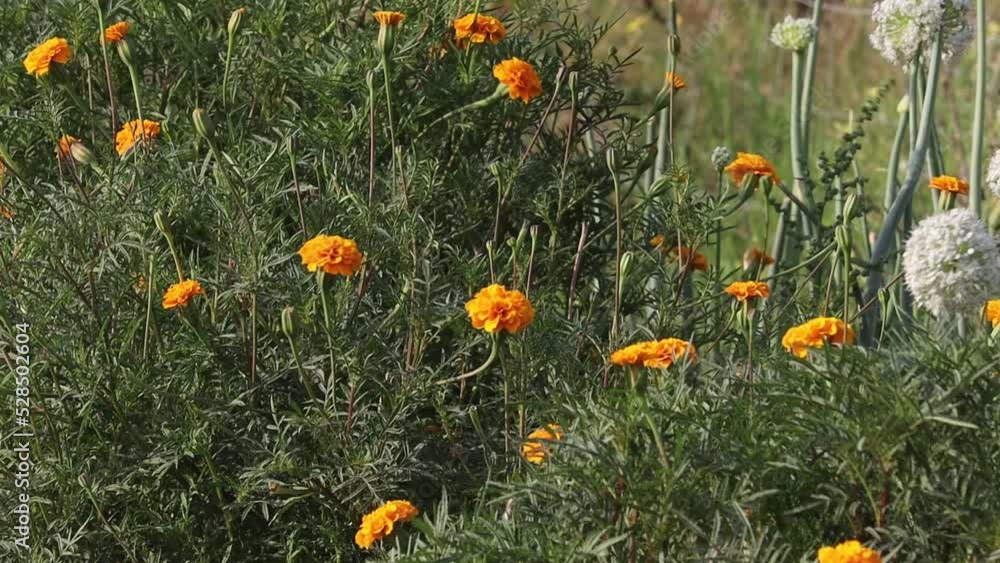 Marigold flower blooms in the garden Marigold flower blooms in the garden