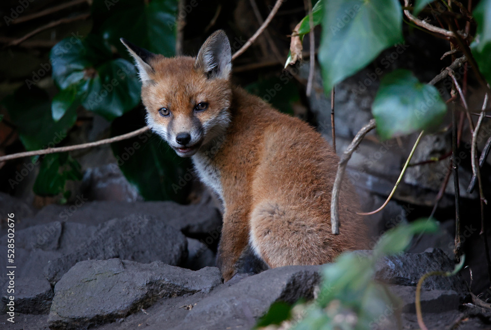 Fototapeta premium Fox cubs emerging from the den in the garden
