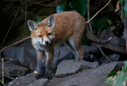 Fototapeta Naklejka Na Ścianę i Meble -  Fox cubs emerging from the den in the garden