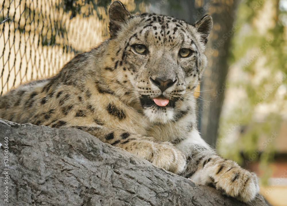 Snow Leopard closeup in zoo setting located in Nashville Tennessee. Snow Leopard closeup in zoo setting located in Nashville Tennessee.