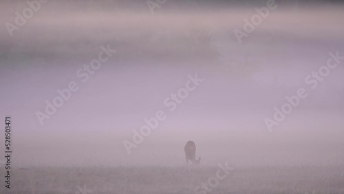 Roe deer female is grazing on the bog meadow with morning fog, summer, north rhine westphalia, (capreolus capreolus), germany