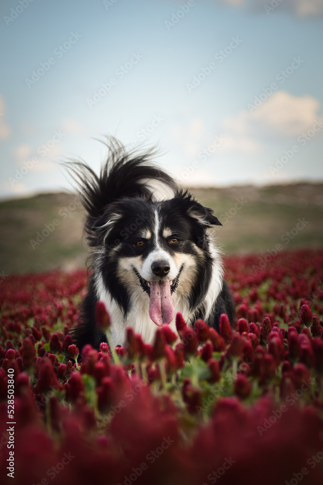 Border collie is standing in crimson clover. He has so funny face he is smilling Border collie is standing in crimson clover. He has so funny face he is smilling