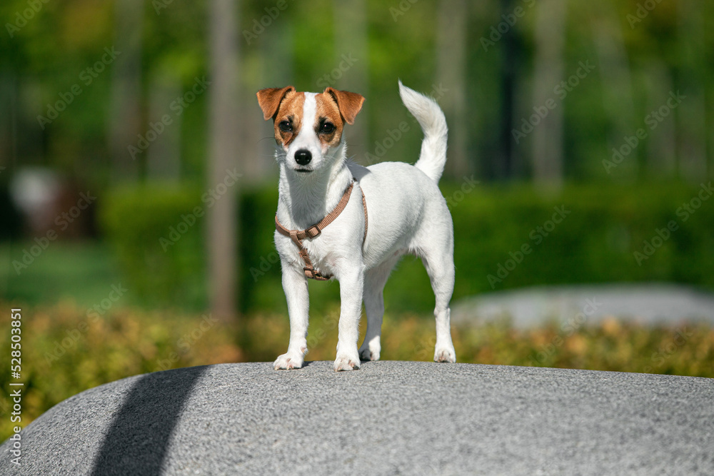 Charming puppy of Jack Russell Terrier dog walking, training on green grass at public park in morning, outdoors. Concept of action, animal life, vet, health, ad.