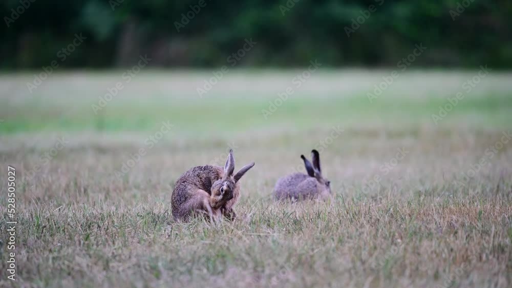 Brown hares sits on a meadow and cleans his fur, summer, north rhine westphalia, (lepus capensis), germany Brown hares sits on a meadow and cleans his fur, summer, north rhine westphalia, (lepus capensis), germany