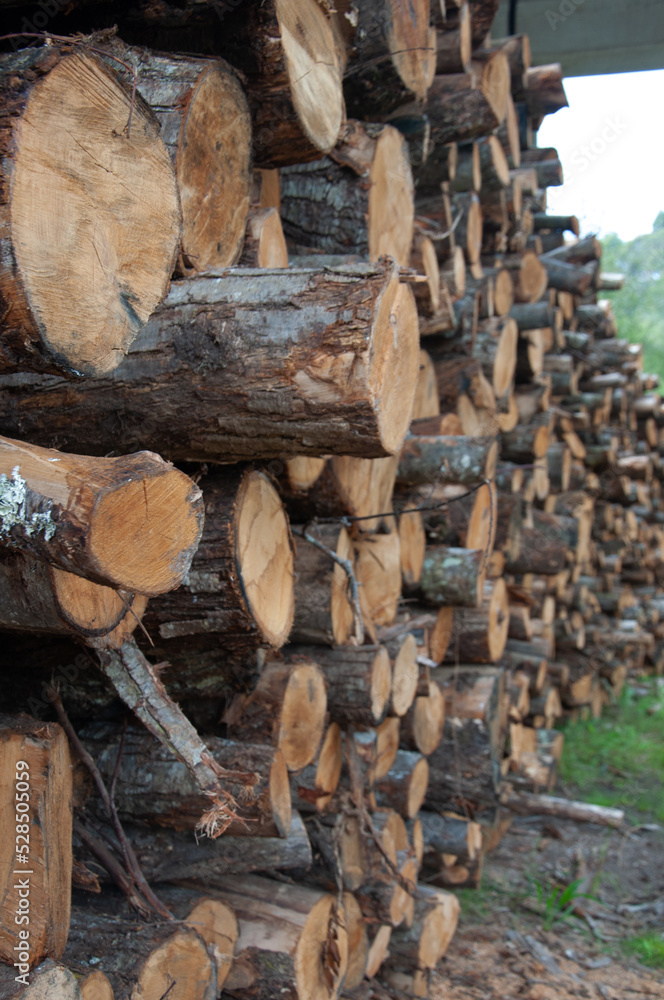 Logs of logs, the most resistant lumber industry. Wide banner or panoramic wooden chests. Logs of logs, the most resistant lumber industry. Wide banner or panoramic wooden chests.