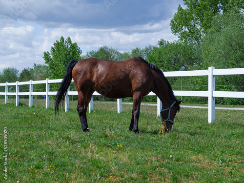 An adult horse is standing with a beautiful wooden white fence in the background