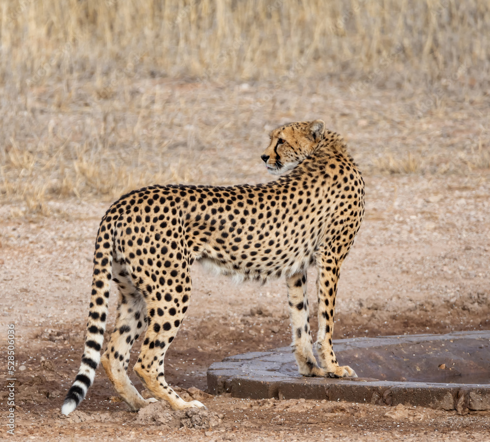 Naklejka premium Cheetah