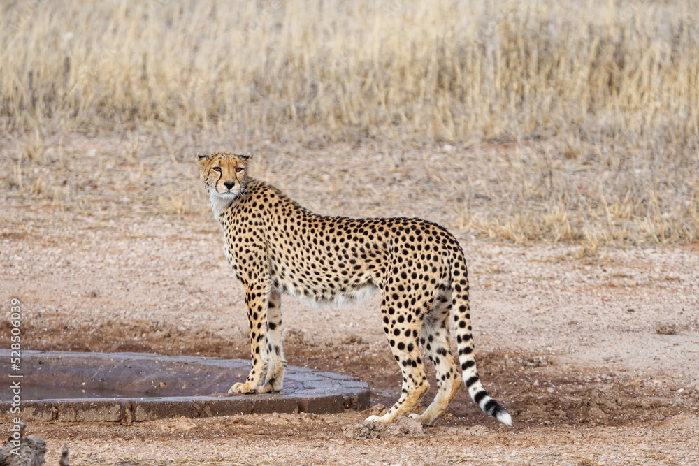 Obraz premium Cheetah