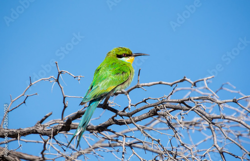 Swallow-tailed Bee-eater © Cathy Withers-Clarke