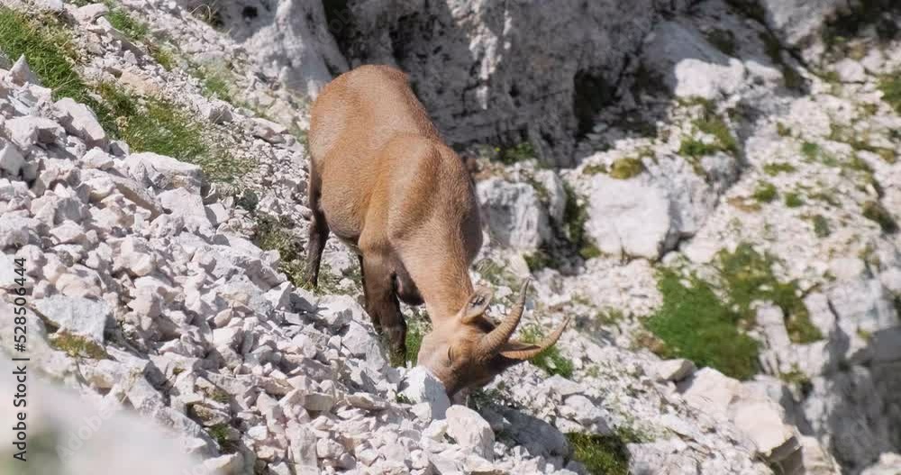 Wild animal, female alpine ibex (Capra ibex) in Triglav National park, Julian Alps, Slovenia. Close up. Wild animal, female alpine ibex (Capra ibex) in Triglav National park, Julian Alps, Slovenia. Close up.
