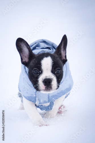French buldog is running in the snow. He is so fluffy dog. © doda