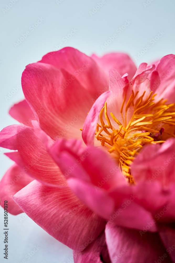 Pink flower