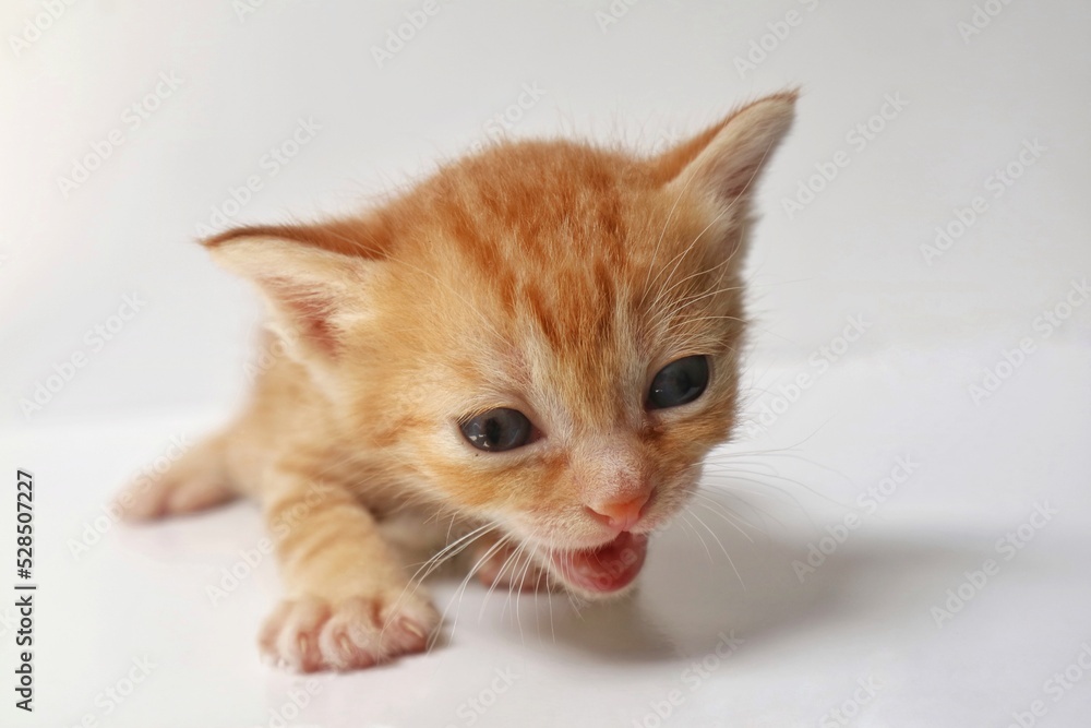Shorthair red kitten meowing on a white background