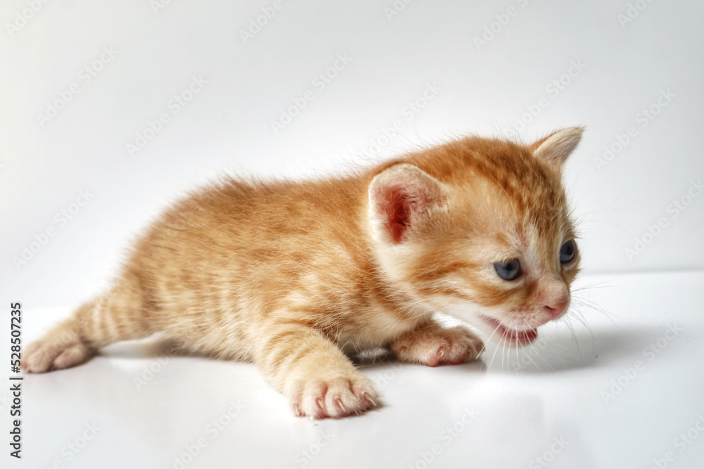Shorthair red kitten meowing on a white background. baby cat