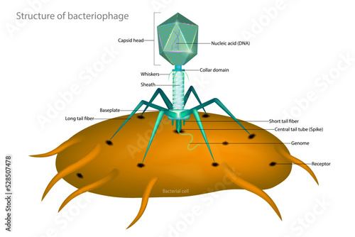 Bacteriophage and Bacterial cell. Structure of a typical virus phage. Capsid head