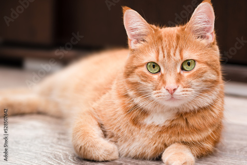 domestic ginger cat lies on the floor and looks at the camera © Ирина Гутыряк