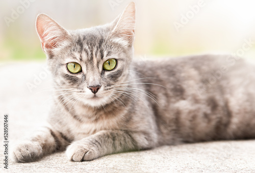 domestic cat lies on the sidewalk on the street, close-up