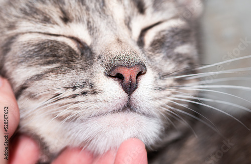 close-up of a cat's muzzle, a hand strokes a cat, the cat closed her eyes in pleasure