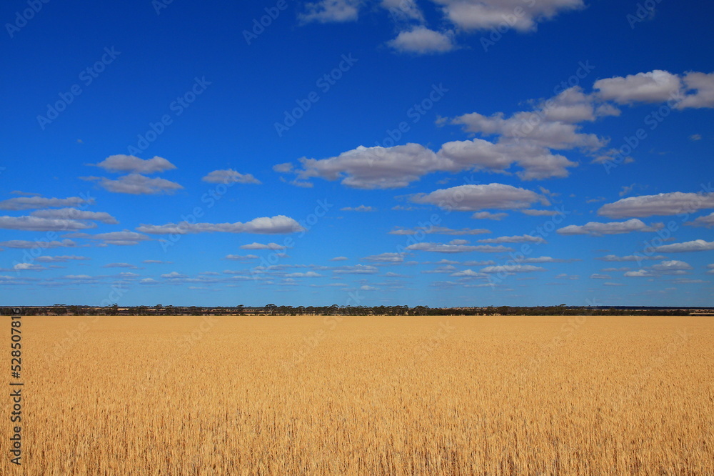 Enldess fields in Australian outback