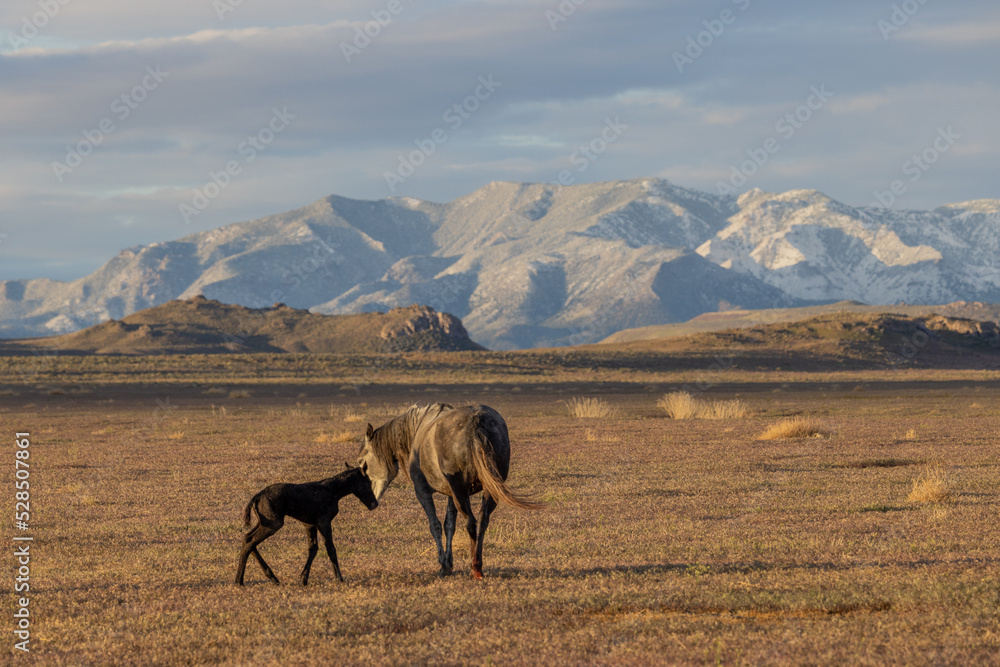 Wild Horse Mare and Her Newborn Foal in Springtime in the Utah Desert