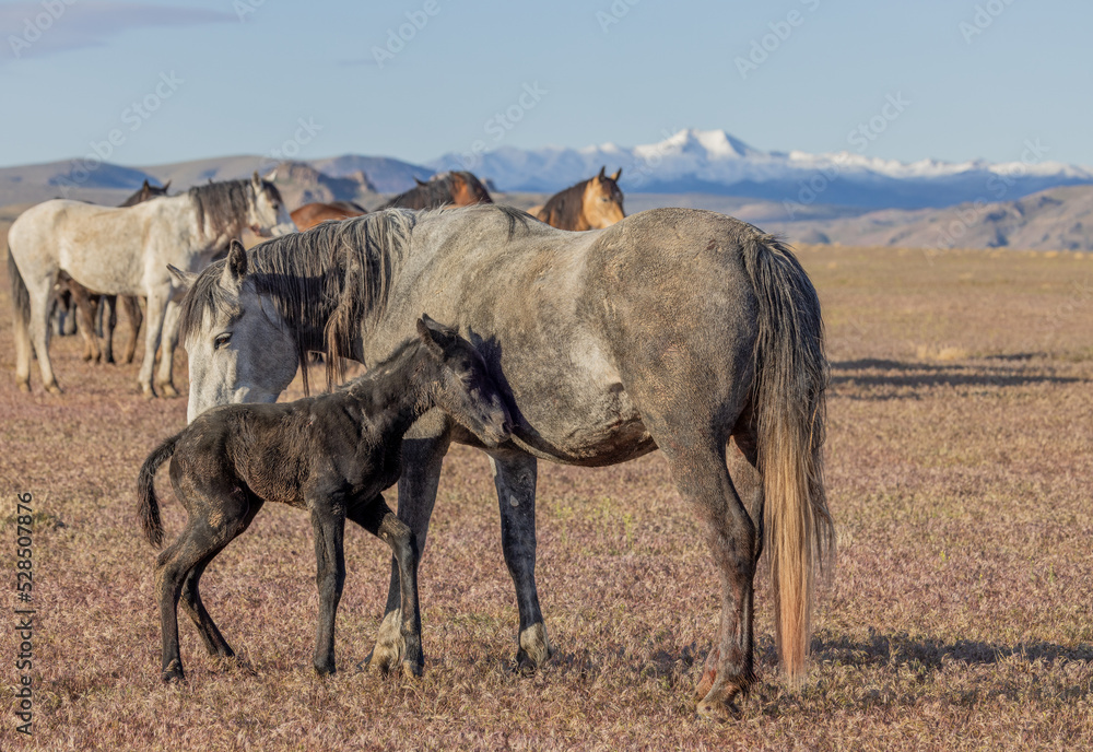 Fototapeta premium Wild Horse Mare and Her Newborn Foal in Springtime in the Utah Desert