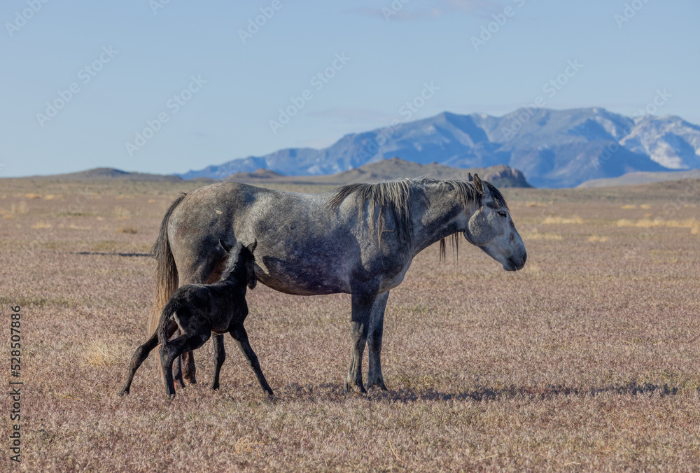 Wild Horse Mare and Her Newborn Foal in Springtime in the Utah Desert Wild Horse Mare and Her Newborn Foal in Springtime in the Utah Desert