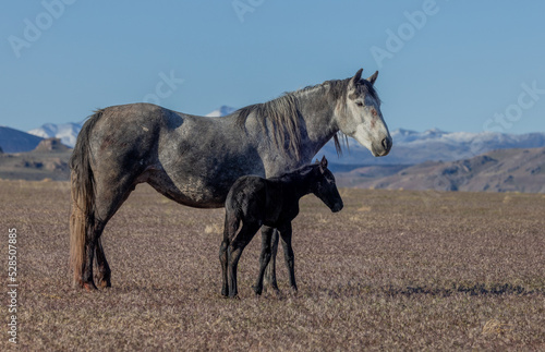 Wild Horse Mare and Her Newborn Foal in Springtime in the Utah Desert © natureguy