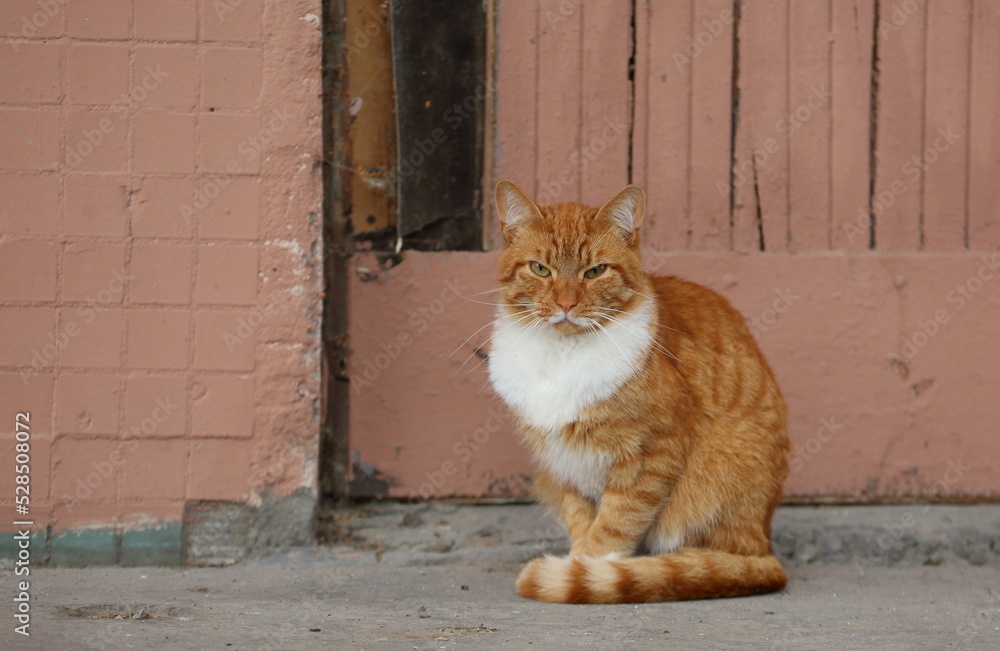 A white-red cat is sitting near a light brown wall