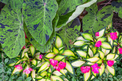 Beautiful flowers and plants from the st louis zoo purple yellow and green photo