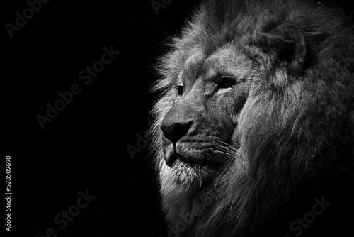Lion on black and white background.