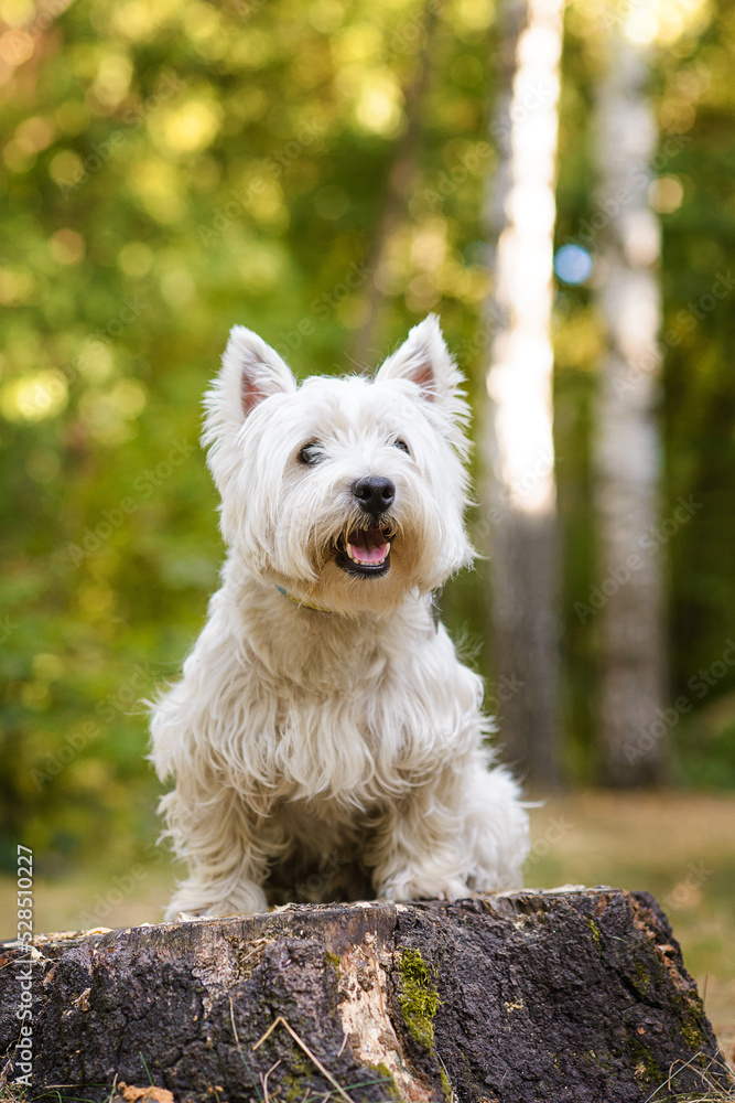 westie terrier
