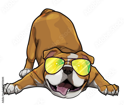  Bulldog Sunglasses vector cartoon illustration