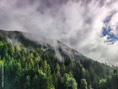 forest with fog and clouds