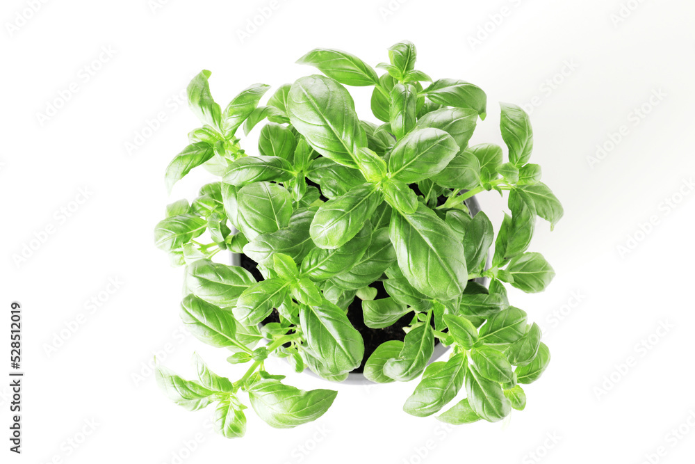 Fresh basil in a pot isolated on white background Fresh basil in a pot isolated on white background
