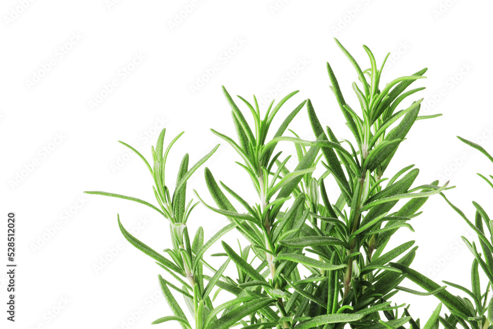 Fototapeta premium Fresh rosemary in a pot isolated on white background