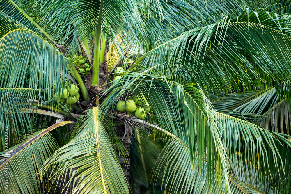 coconut tree, Cocos nucifera is a member of the palm tree family, Arecaceae and the only living species of the genus Cocos.