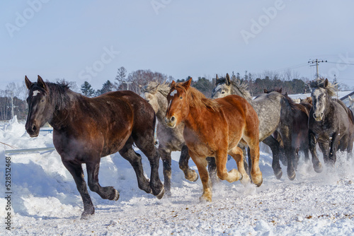 十勝牧場の馬追い運動　（冬北海道観光・道東）