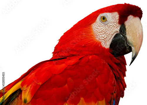 Wallpaper Mural Colorful parrot (Scarlet Macaw (Ara macao).