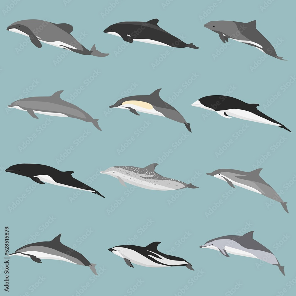 Fototapeta premium seamless pattern of dolphins