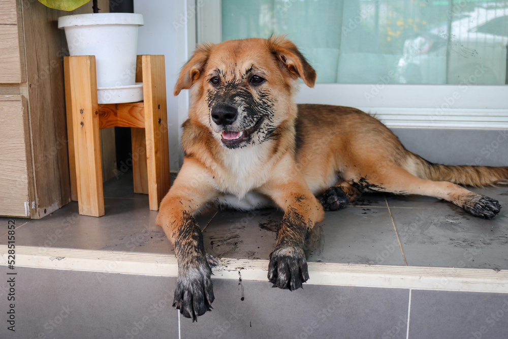 Puppy that just played in the mud.
