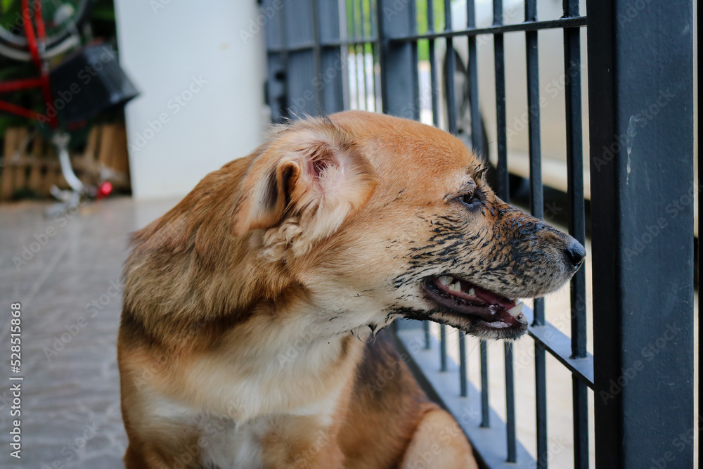 Puppy that just played in the mud sitting in the cage.