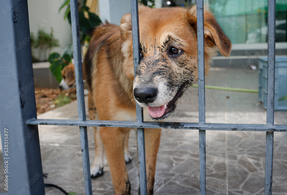 Puppy that just played in the mud sitting in the cage.